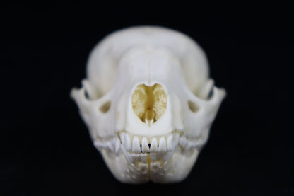 Juvenile Raccoon Skull