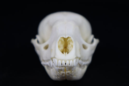 Juvenile Raccoon Skull