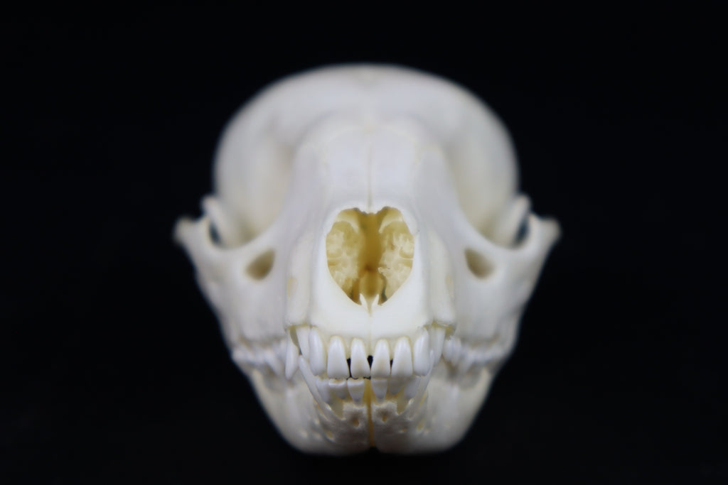 Juvenile Raccoon Skull