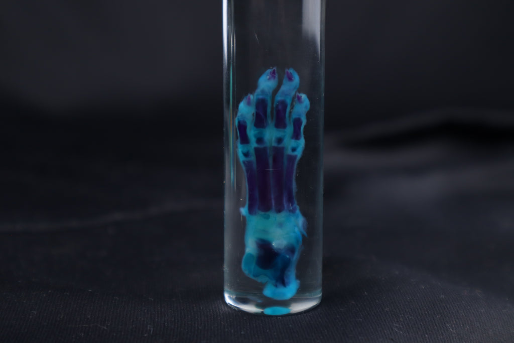 Diaphonized Kitten Paw