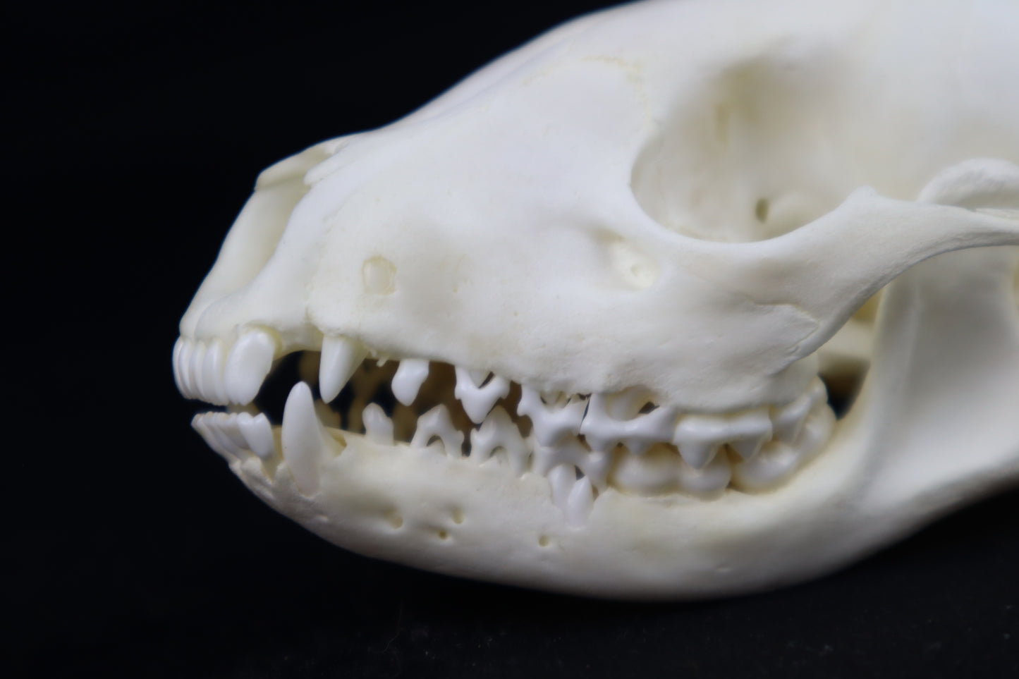 Juvenile Raccoon Skull