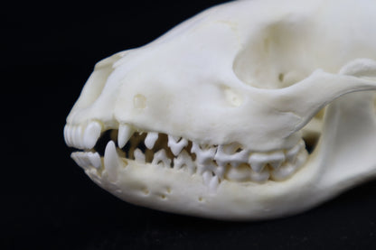 Juvenile Raccoon Skull