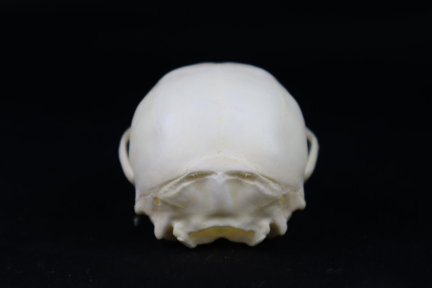 Juvenile Raccoon Skull