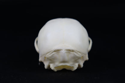Juvenile Raccoon Skull