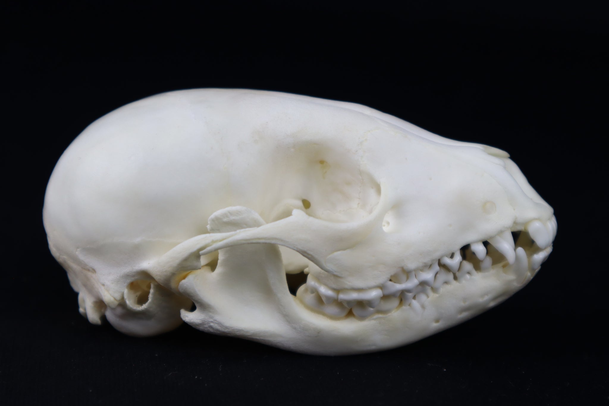 Juvenile Raccoon Skull