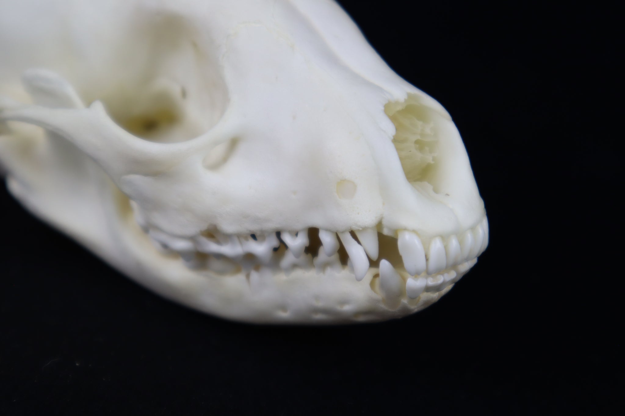 Juvenile Raccoon Skull