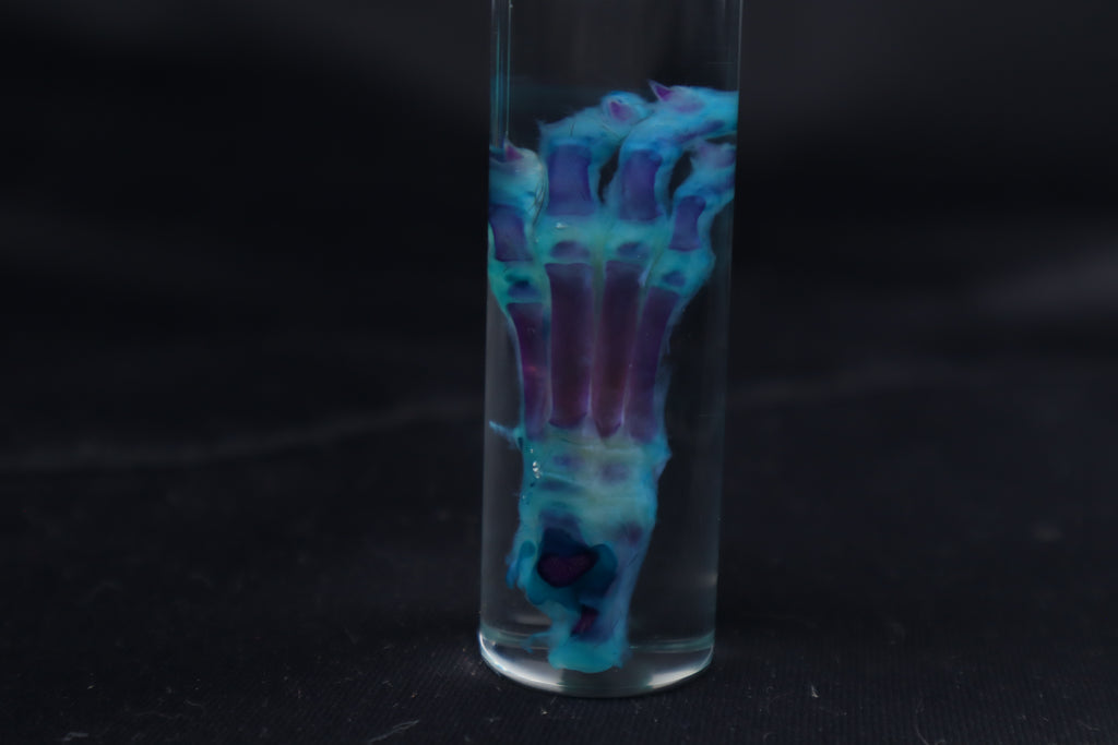 Diaphonized Kitten Paw
