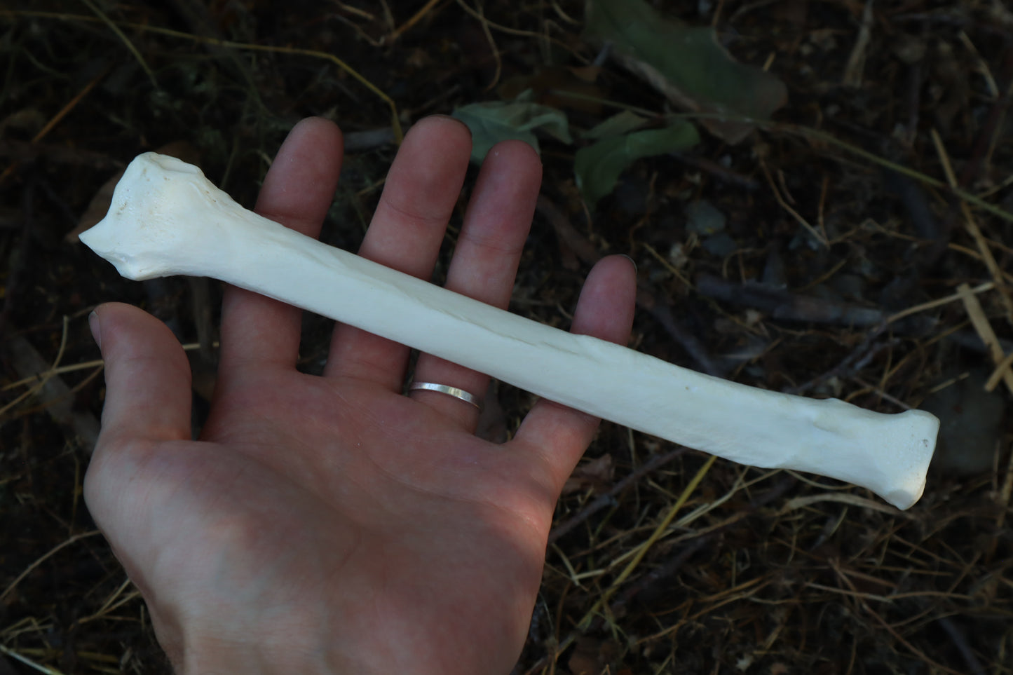 Emerald Eyes Gray Wolf Bone Incense Burner