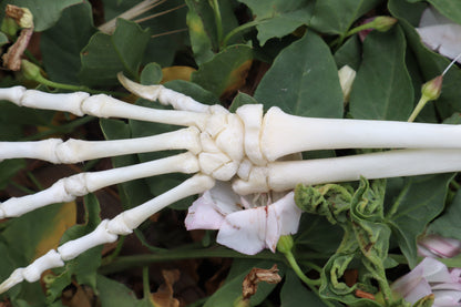 Kitten Arm Articulation
