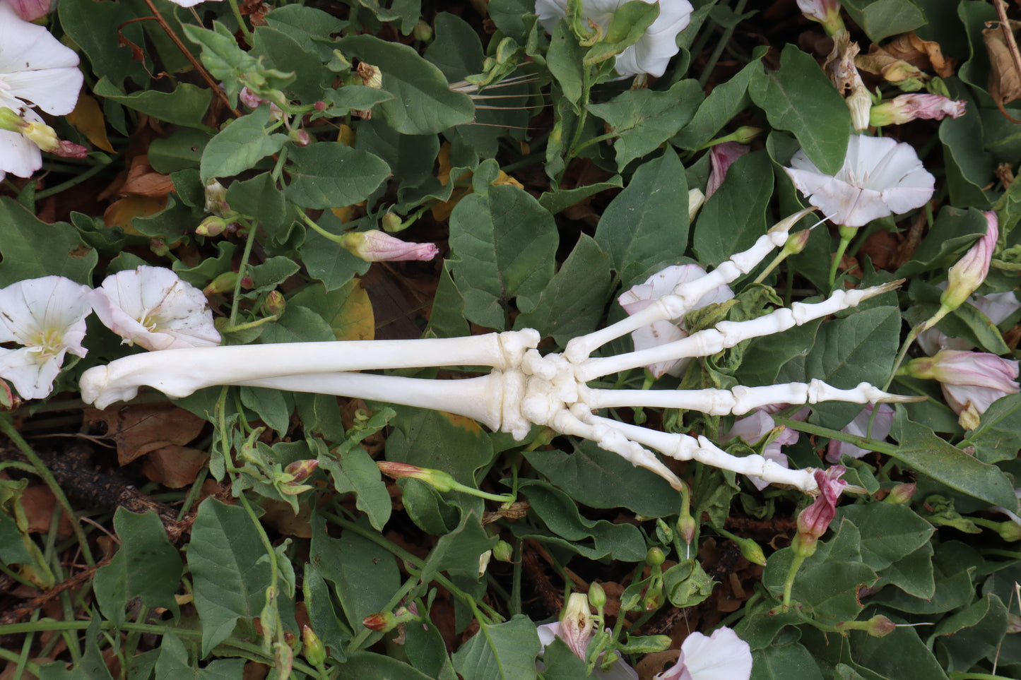 Kitten Arm Articulation