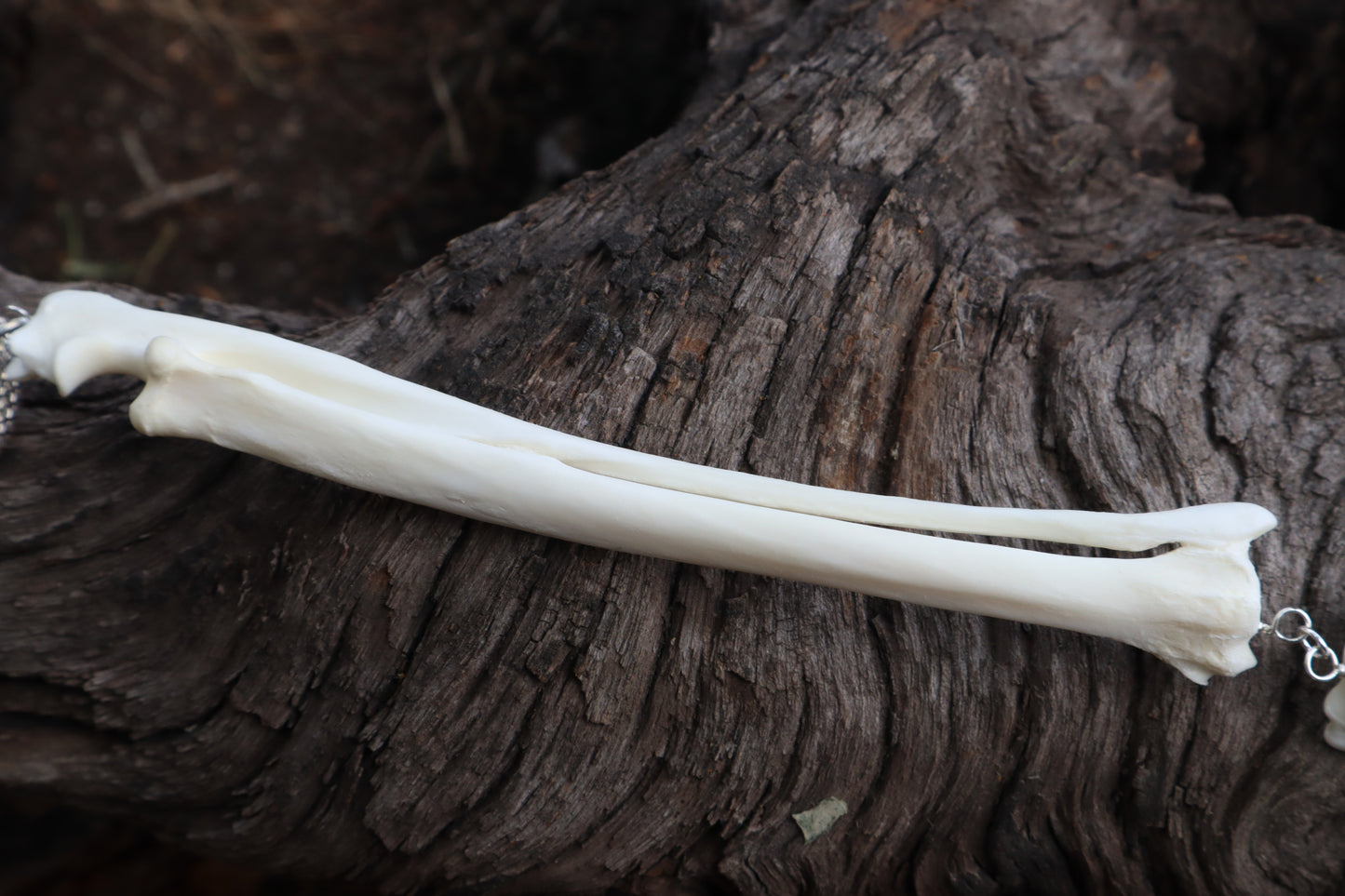 Red Fox Arm Fluid Articulation with Moonstone "Claws"