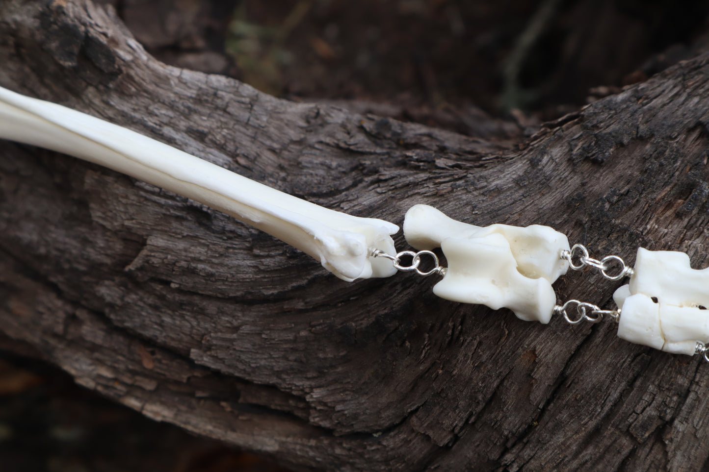 Red Fox Leg Fluid Articulation with Amethyst "Claws"