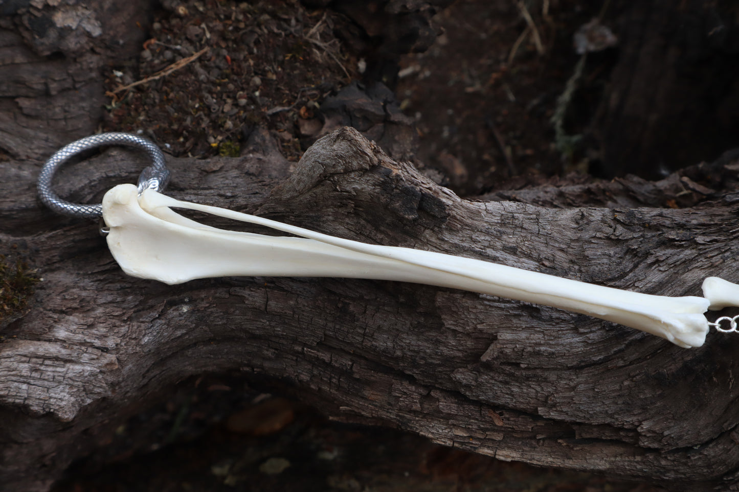 Red Fox Leg Fluid Articulation with Amethyst "Claws"