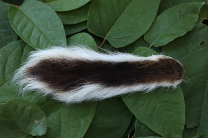 Whitetail Deer Tail