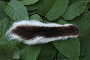 Whitetail Deer Tail