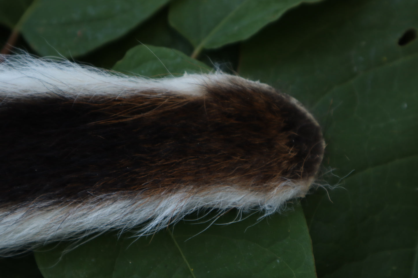Whitetail Deer Tail