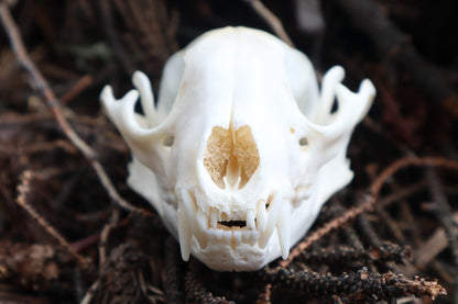 Raccoon Skull Offering Bowl