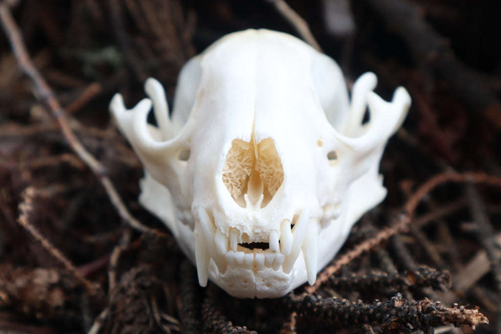 Raccoon Skull Offering Bowl