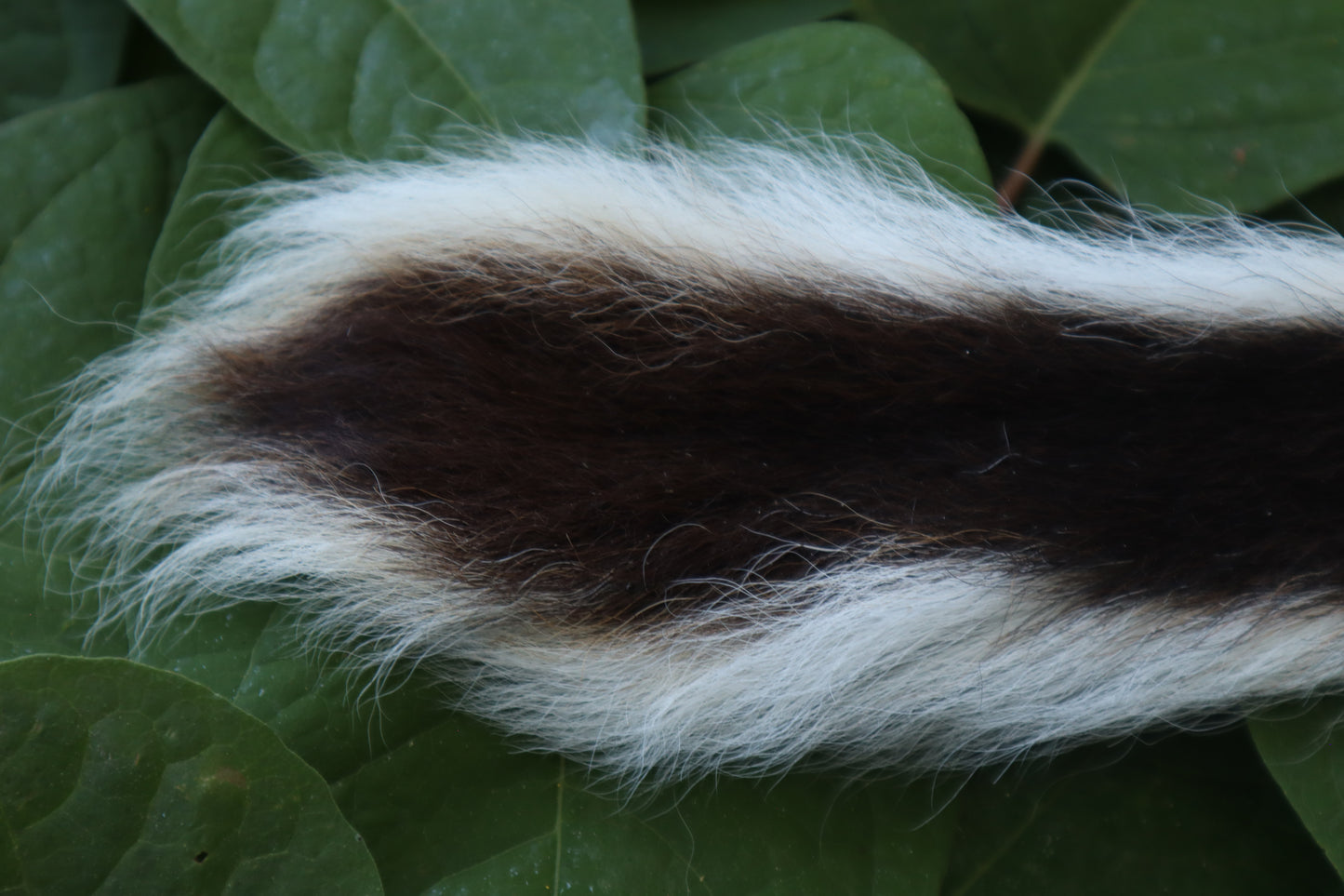 Whitetail Deer Tail