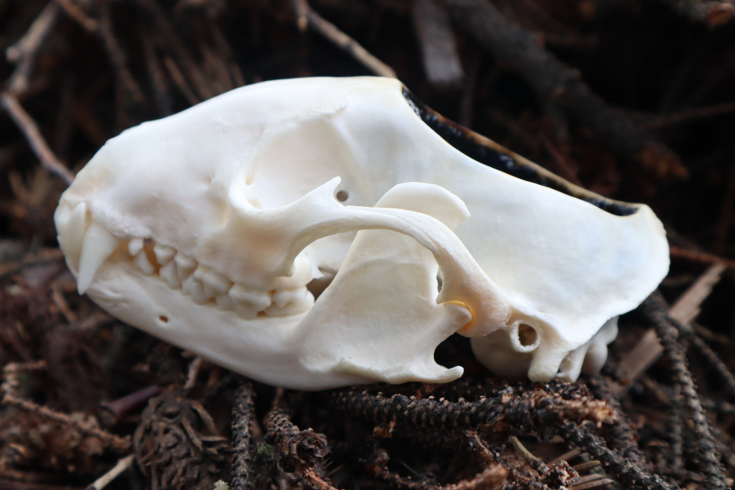 Raccoon Skull Offering Bowl