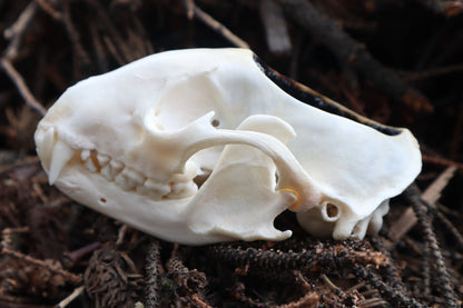 Raccoon Skull Offering Bowl