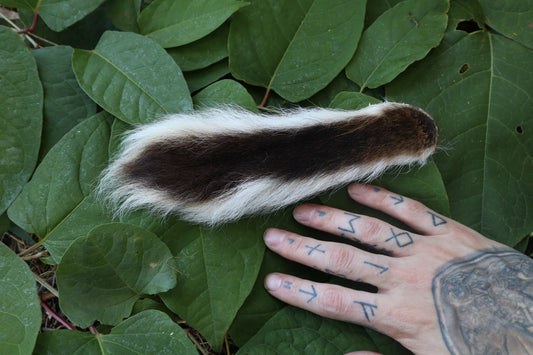 Whitetail Deer Tail