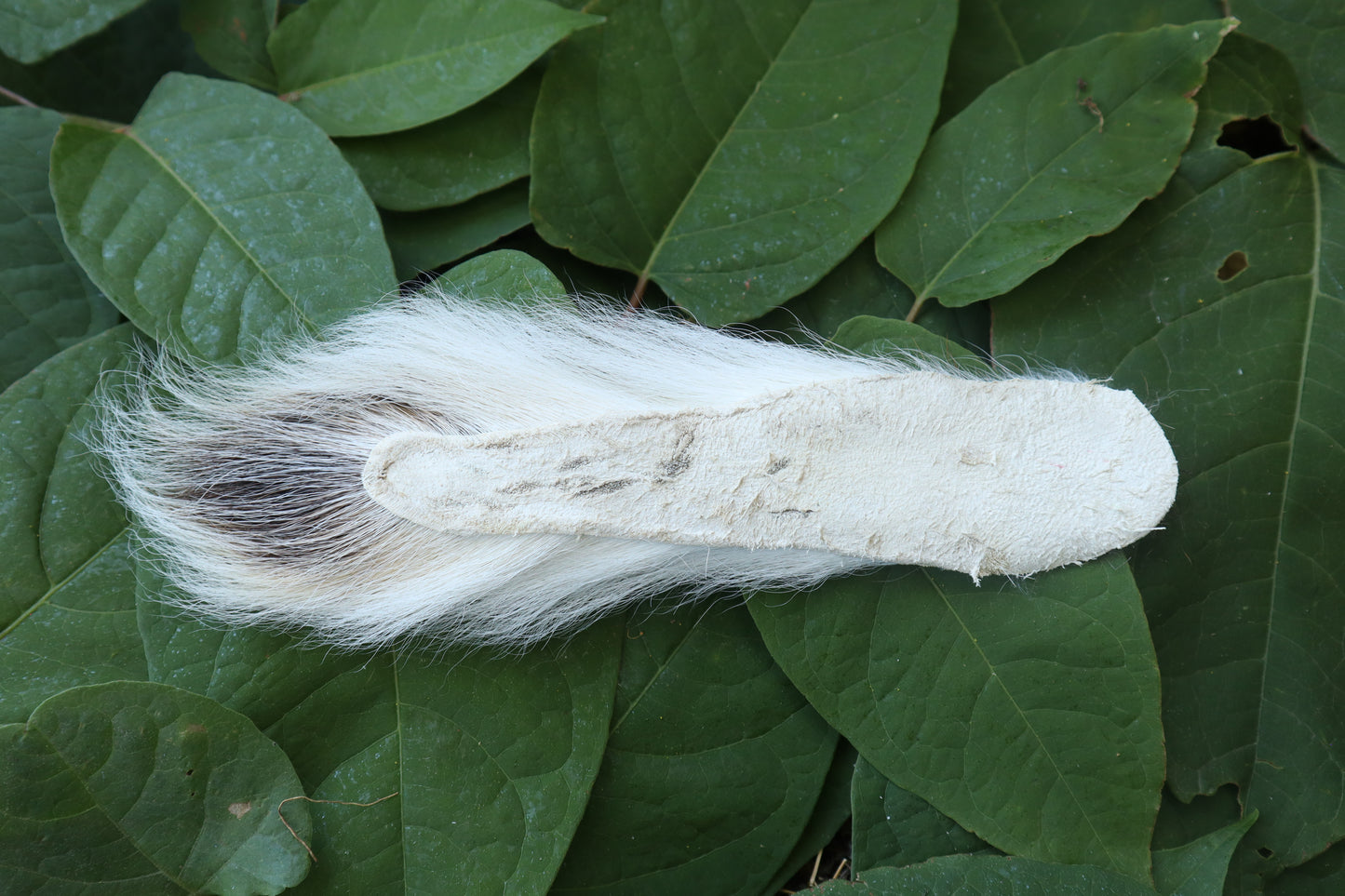 Whitetail Deer Tail
