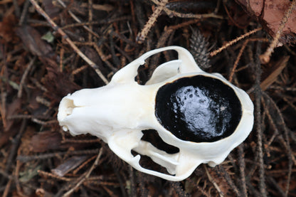 Raccoon Skull Offering Bowl