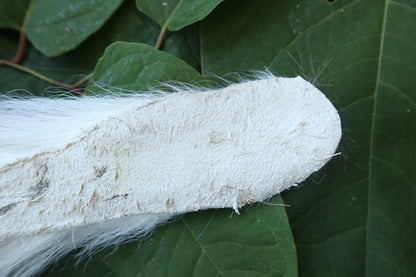 Whitetail Deer Tail