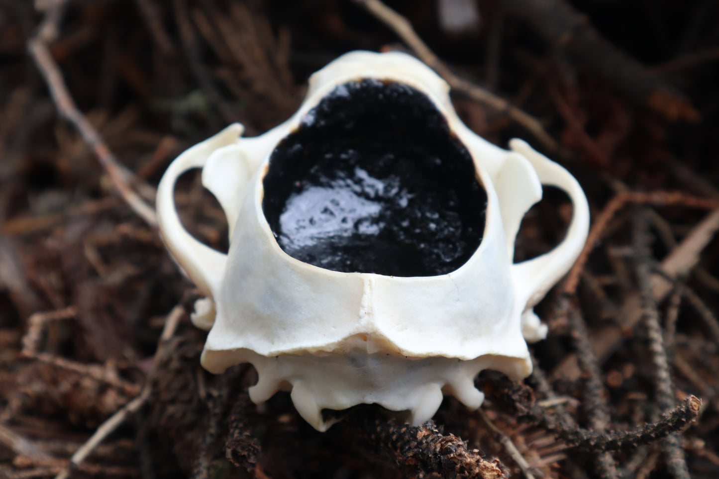 Raccoon Skull Offering Bowl