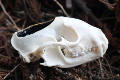 Raccoon Skull Offering Bowl