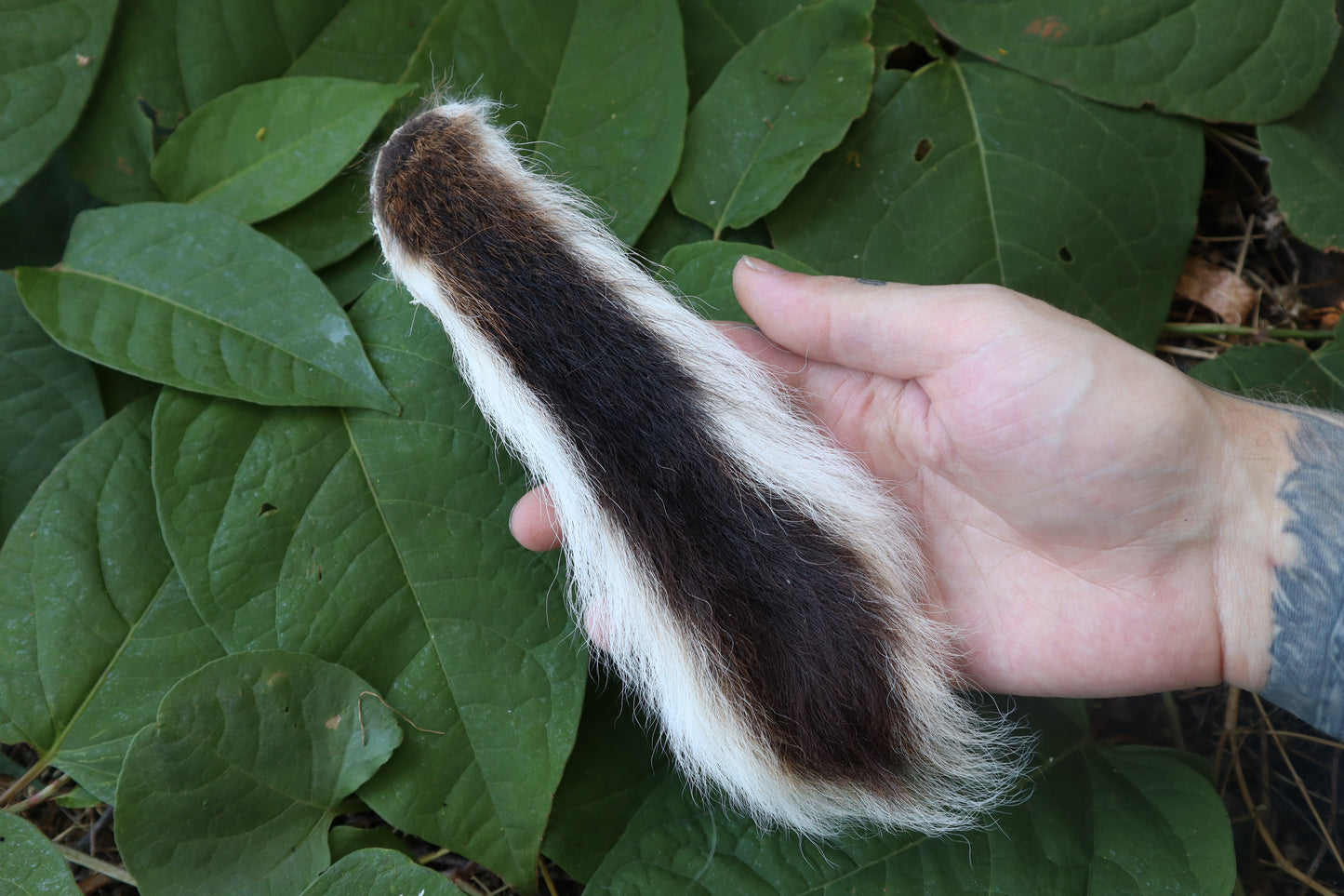 Whitetail Deer Tail