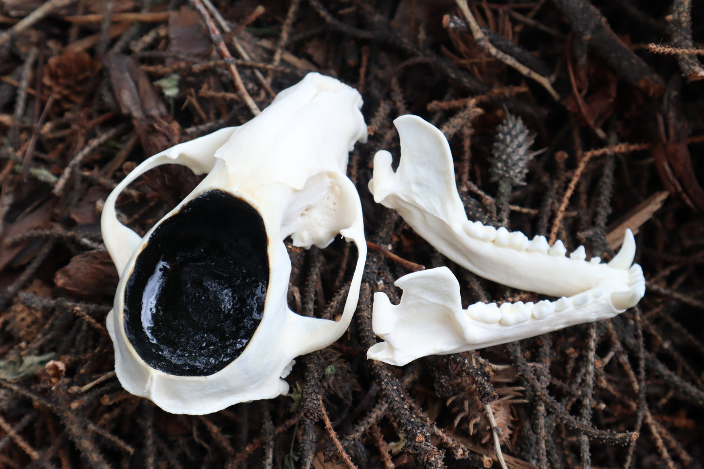 Raccoon Skull Offering Bowl