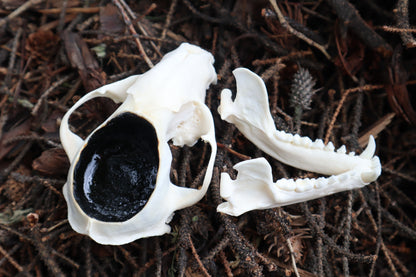 Raccoon Skull Offering Bowl