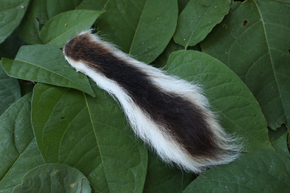 Whitetail Deer Tail
