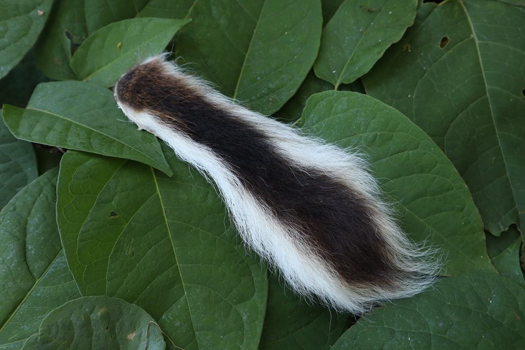 Whitetail Deer Tail