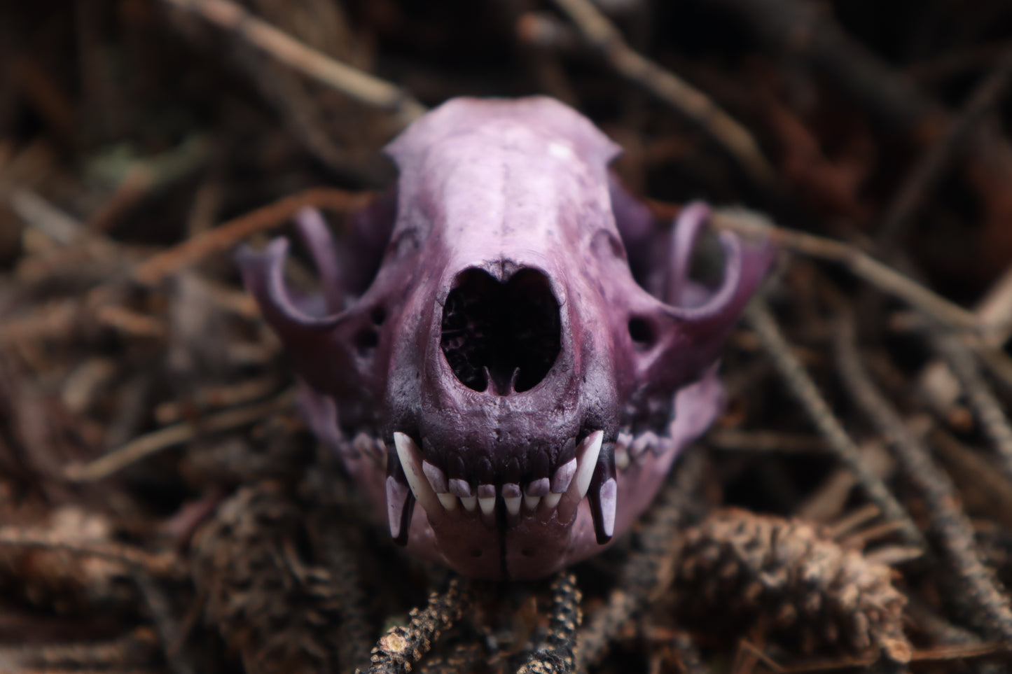 Naturally Stained Raccoon Skull Offering Bowl