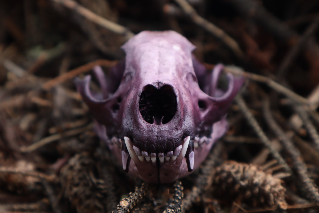 Naturally Stained Raccoon Skull Offering Bowl
