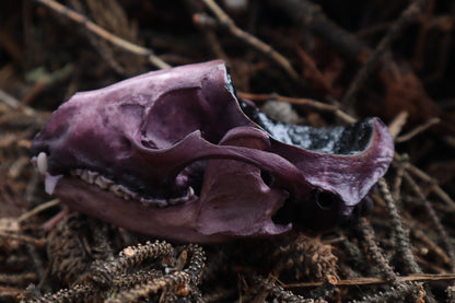 Naturally Stained Raccoon Skull Offering Bowl