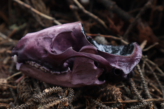 Naturally Stained Raccoon Skull Offering Bowl