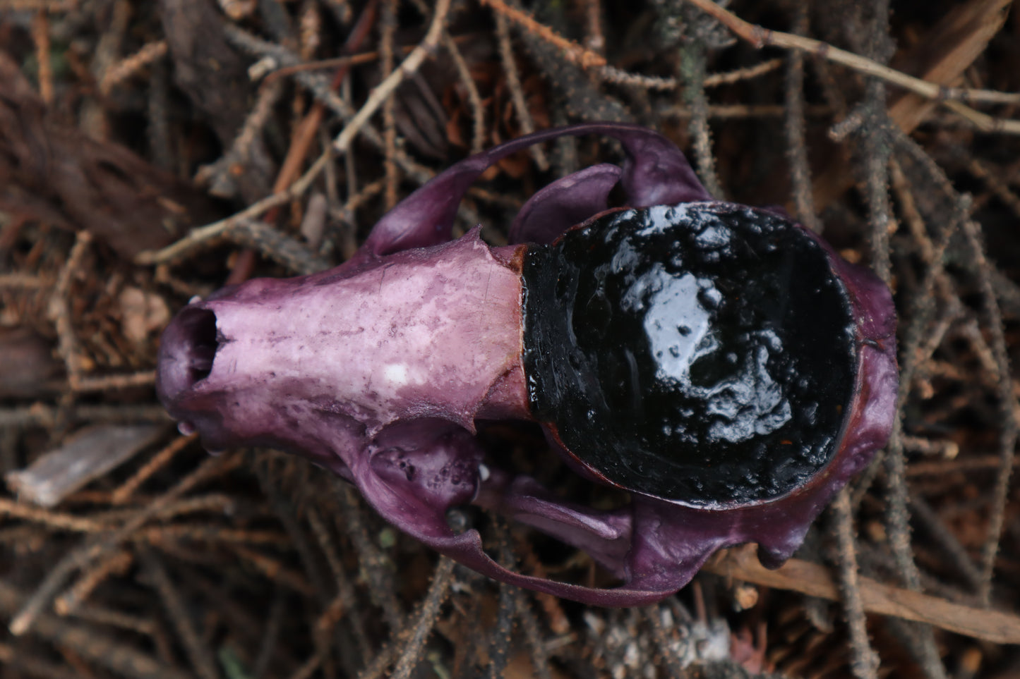 Naturally Stained Raccoon Skull Offering Bowl