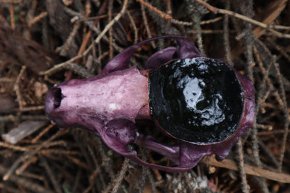 Naturally Stained Raccoon Skull Offering Bowl