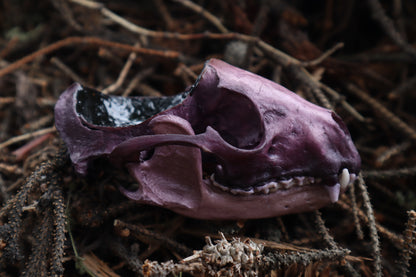 Naturally Stained Raccoon Skull Offering Bowl