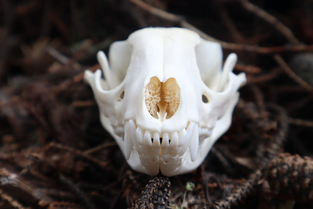 Raccoon Skull Offering Bowl