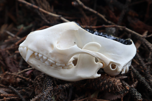 Raccoon Skull Offering Bowl