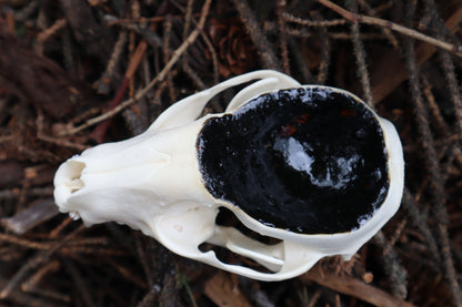 Raccoon Skull Offering Bowl