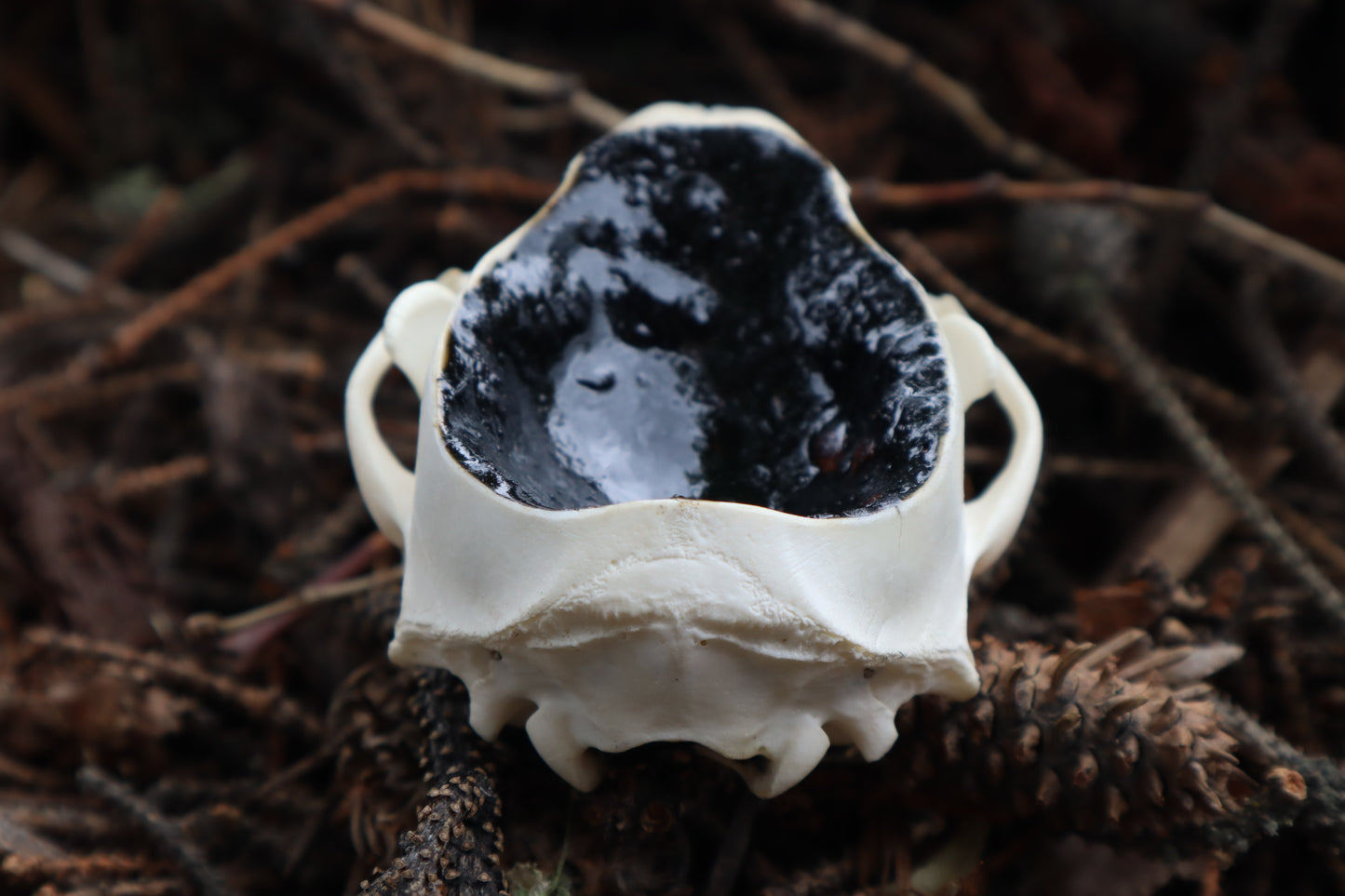 Raccoon Skull Offering Bowl