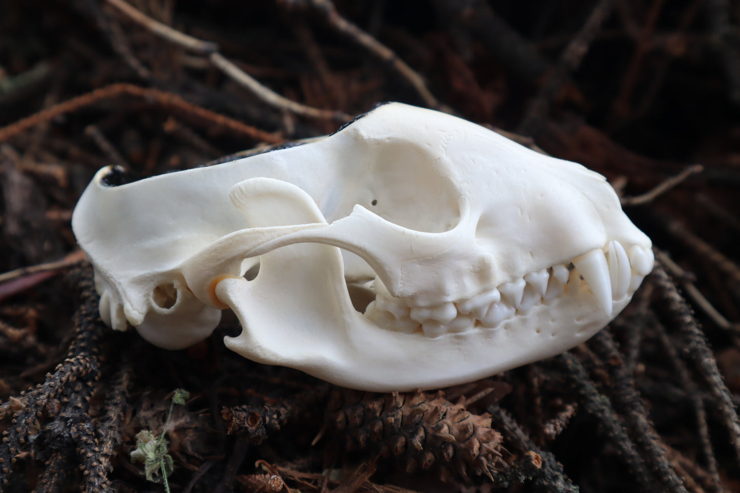 Raccoon Skull Offering Bowl
