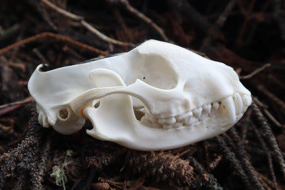 Raccoon Skull Offering Bowl