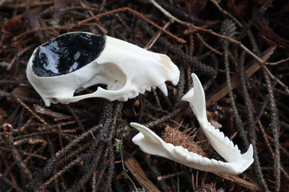 Raccoon Skull Offering Bowl